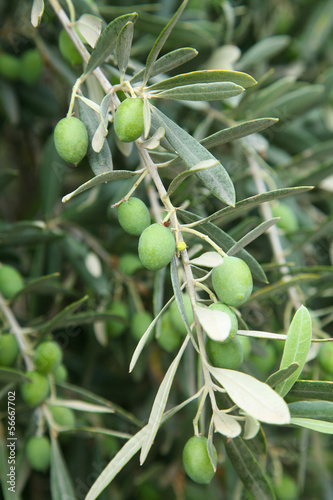 Branch of olive tree with olives on it.