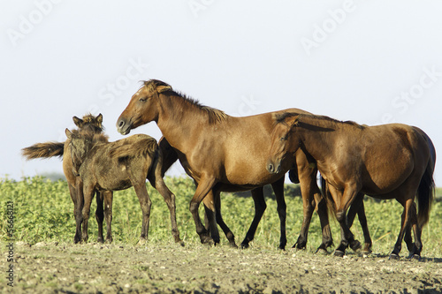 wild horses in the Danube Delta  Romania