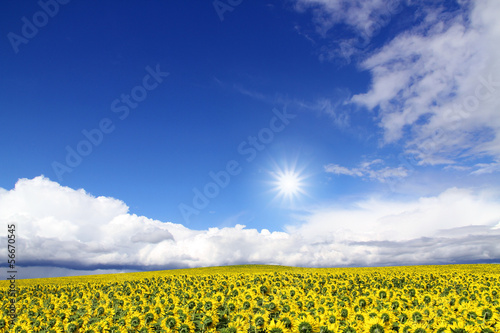 Fototapeta Naklejka Na Ścianę i Meble -  sunflowers in a field against sunny blue sky