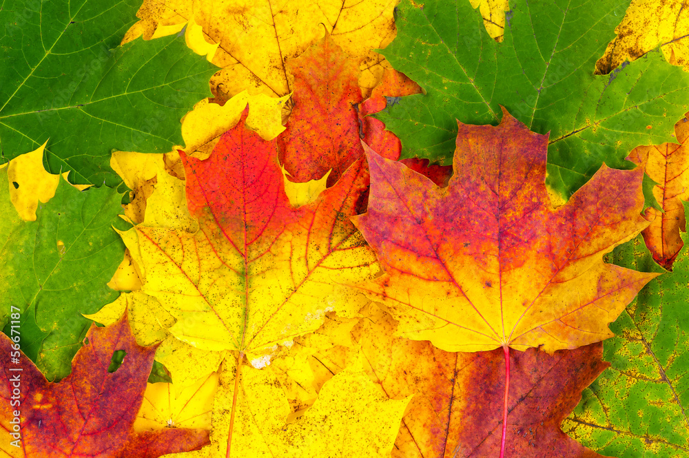 beautiful background of autumn leaves beautiful background of autumn leaves
