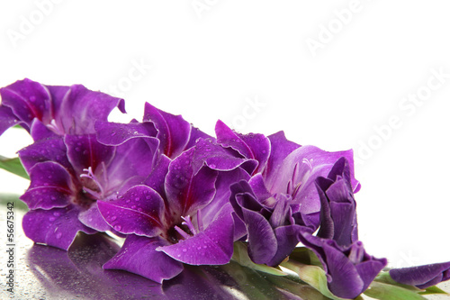 Fototapeta Naklejka Na Ścianę i Meble -  Beautiful gladiolus flower close up