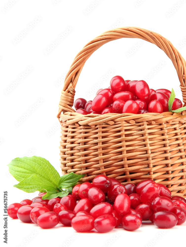 Fresh cornel berries in wicker basket, isolated on white Fresh cornel berries in wicker basket, isolated on white