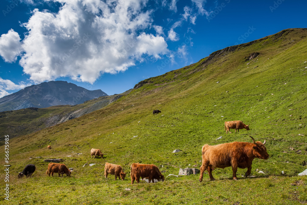 Cattle on pasture in the Alps