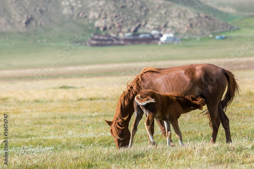 Fototapeta Naklejka Na Ścianę i Meble -  Red horse feeding small colt