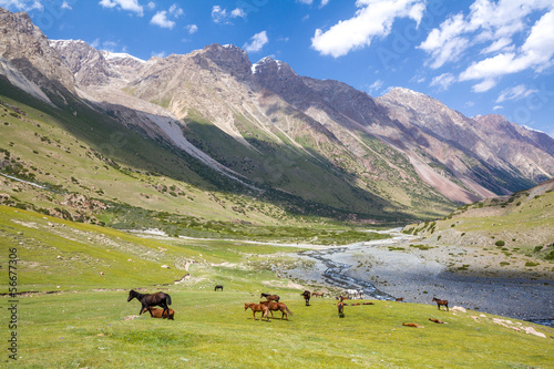 Mountain landscape with group of horses