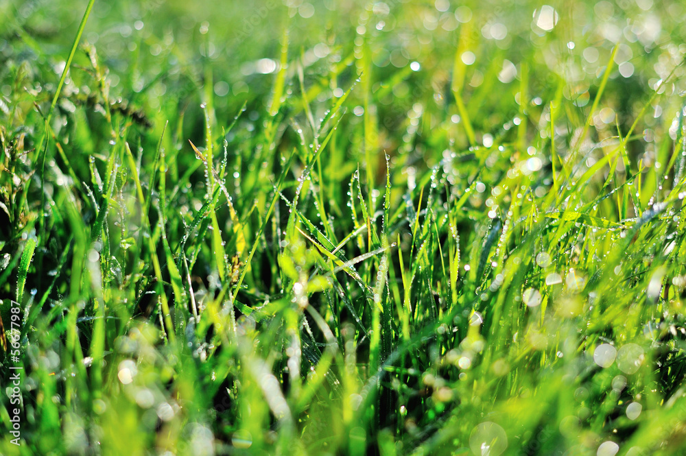 drops of dew on a green grass drops of dew on a green grass