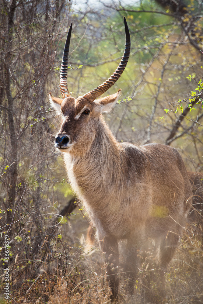 Waterbuck Waterbuck