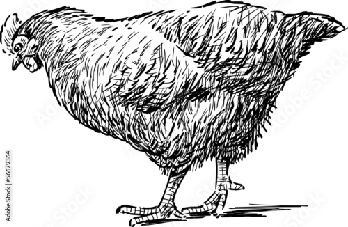 sketch of the hen