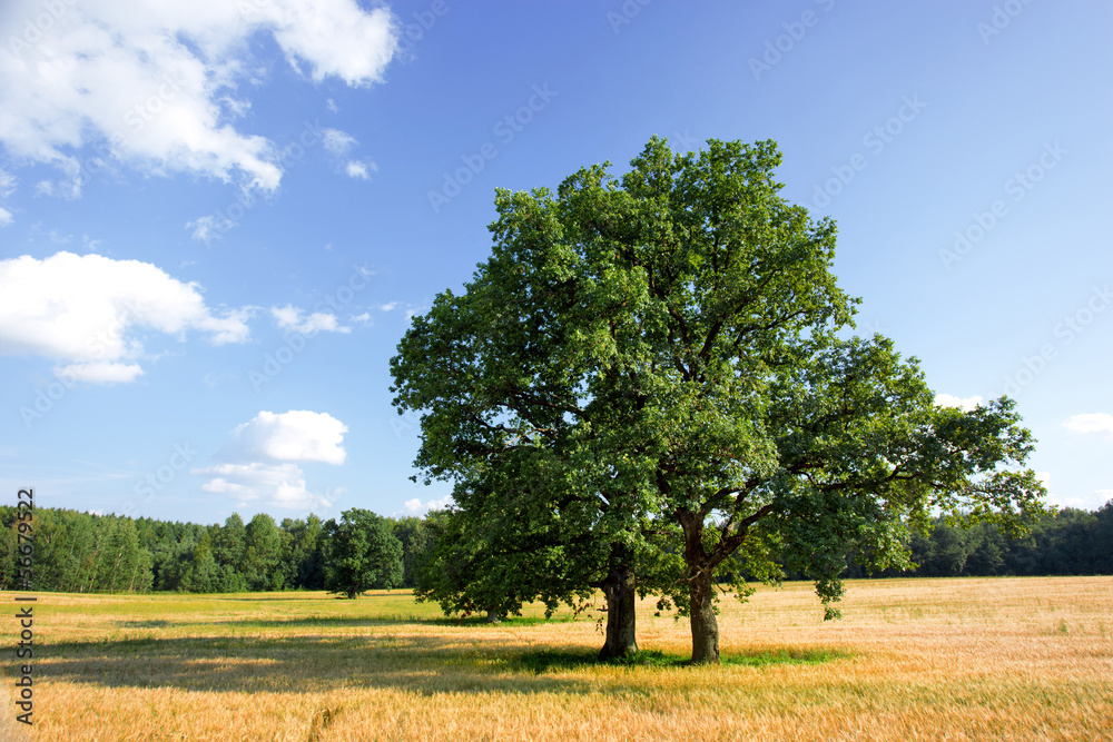 Summer landscape with a tree and field of crops Summer landscape with a tree and field of crops