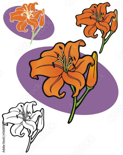 Fototapeta Naklejka Na Ścianę i Meble -  Daylily with variations
