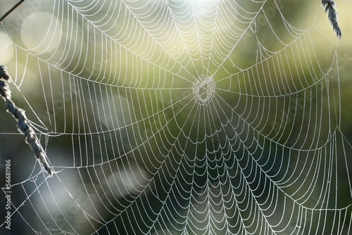 Beautiful spider web with water drops close-up