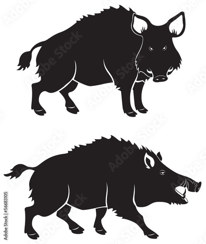 wild boar