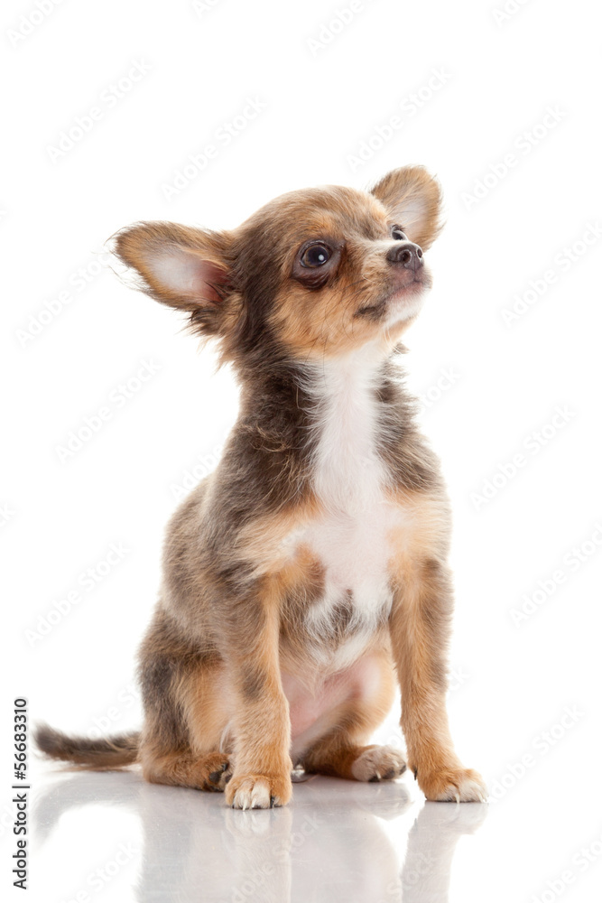 Chihuahua puppy. Cute Chihuahua dog on a white background. Chihuahua puppy. Cute Chihuahua dog on a white background.