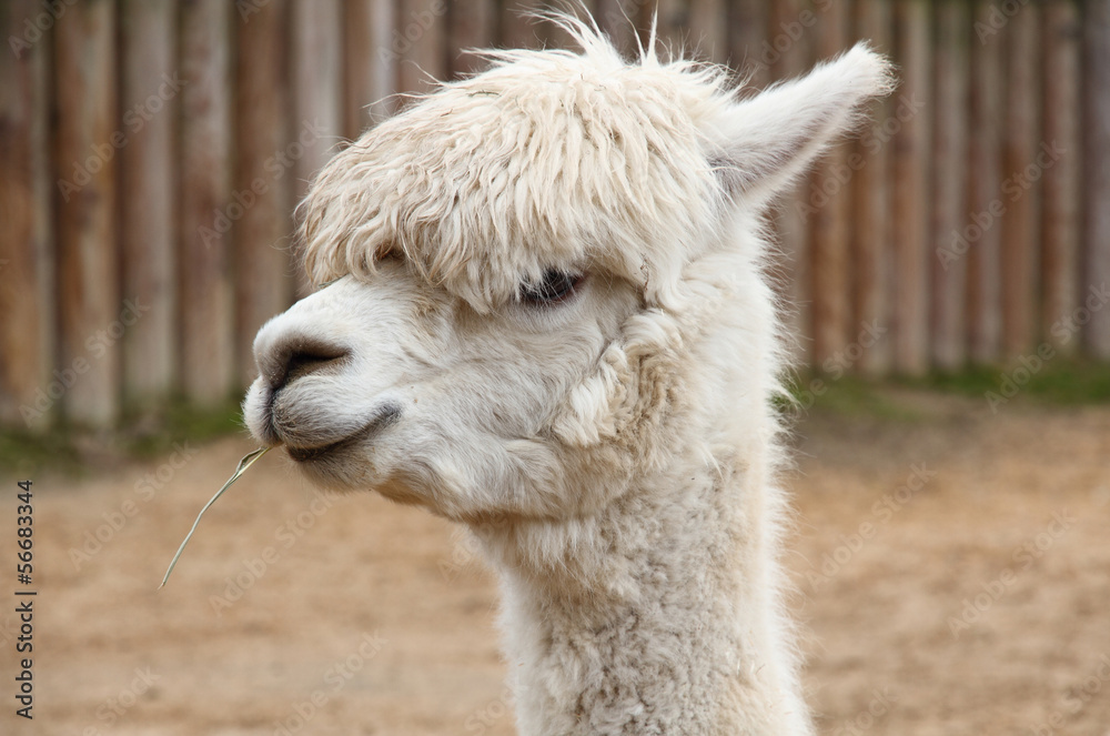 Obraz premium A portrait of a lama