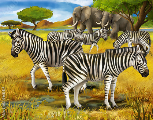 Safari - zebras - illustration for the children