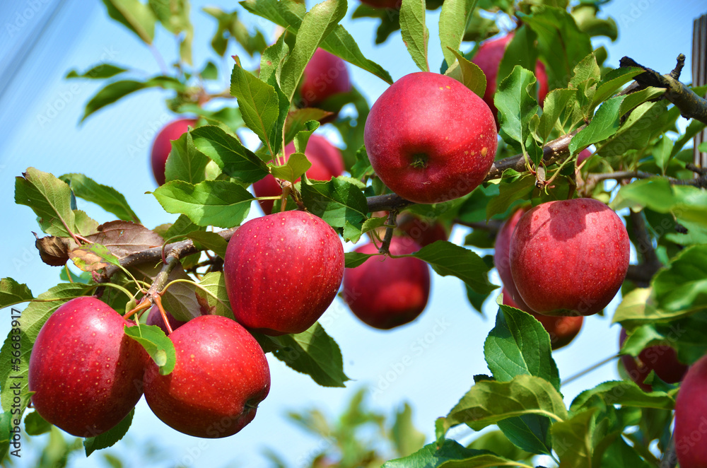 Naklejka premium Ripe apples on the tree