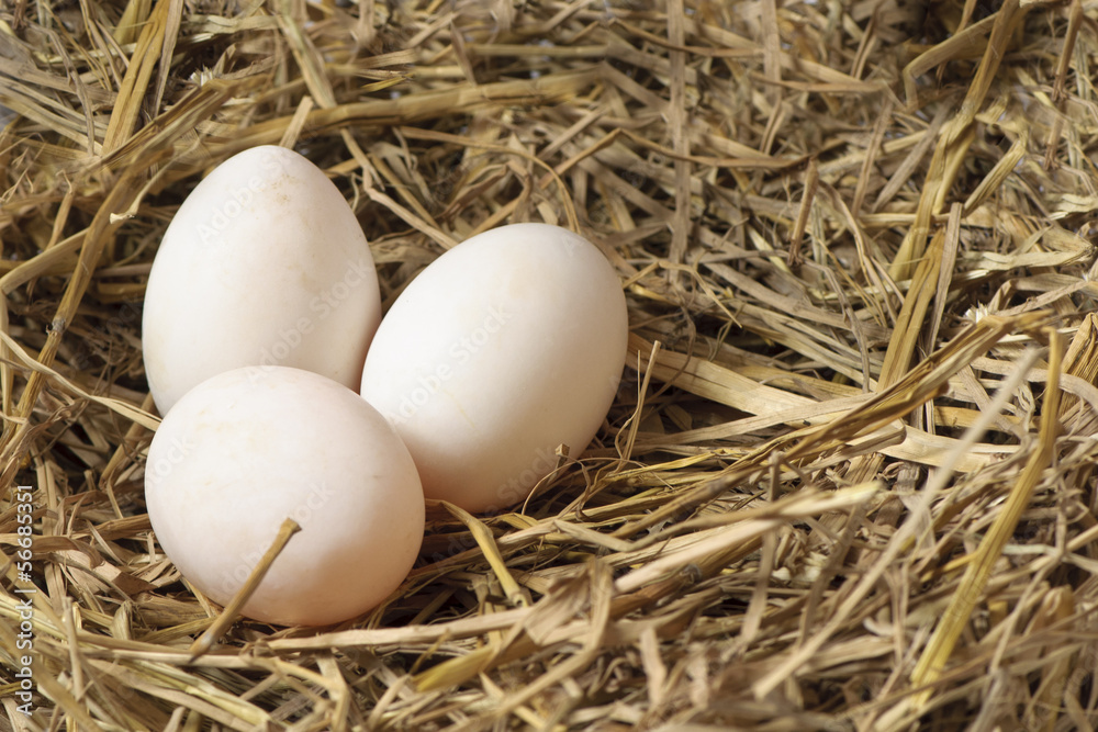 Three eggs in a Nest of Hay
