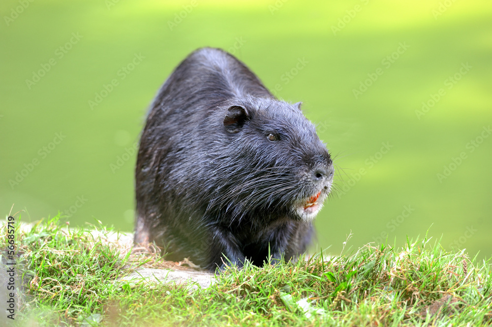 The muskrat (Ondatra zibethicus) The muskrat (Ondatra zibethicus)