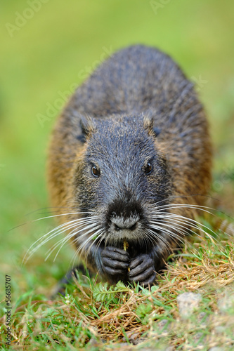 The muskrat (Ondatra zibethicus)