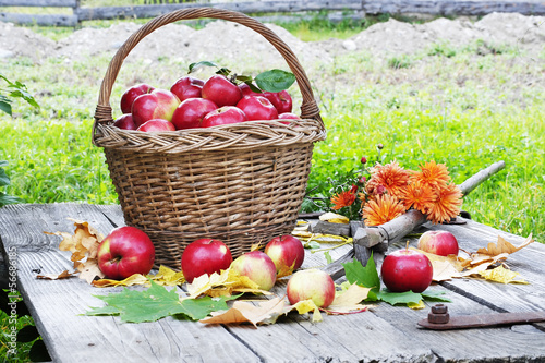 Fototapeta Naklejka Na Ścianę i Meble -  harvested apples