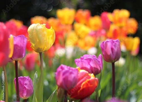 tulips  flower  tulipes