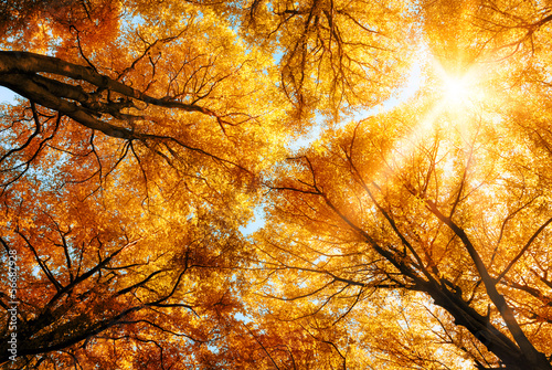 Die Herbstsonne scheint durch Baumkronen #56687928