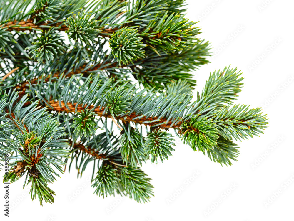 fir tree