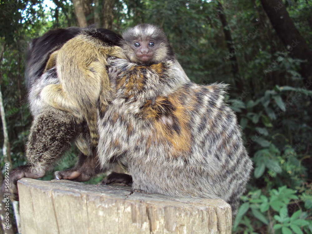 Callithrix Penicillata, Mico-Estrela ou Sagui-de-Tufo-Preto - iGUi Ecologia