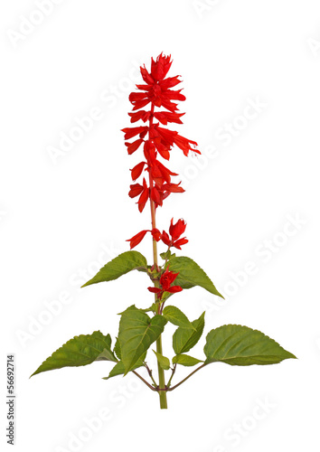 Fototapeta Naklejka Na Ścianę i Meble -  Flowering stem of bright red salvia