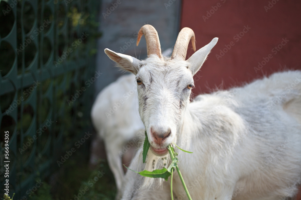 the white goat chews a grass