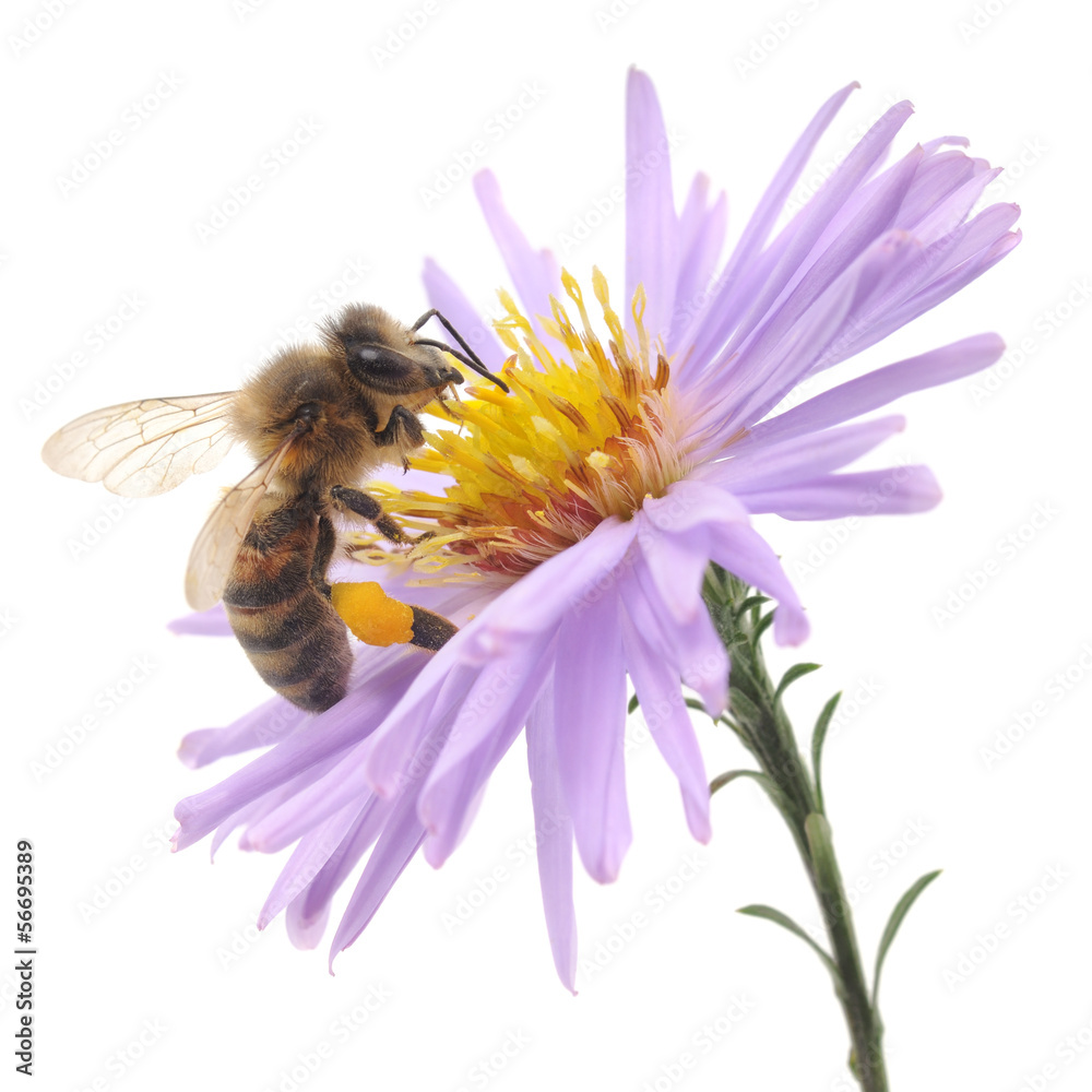 Honeybee and blue flower - obrazy, fototapety, plakaty 