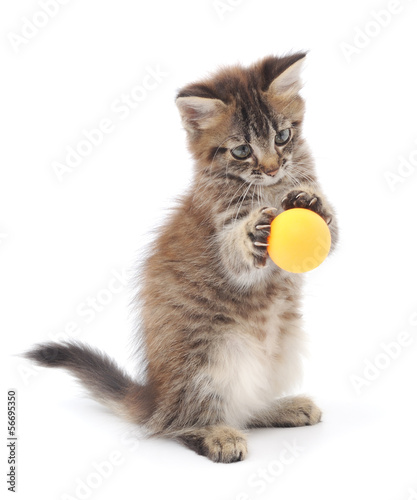 Canvas Print Kitten Playing with Ball