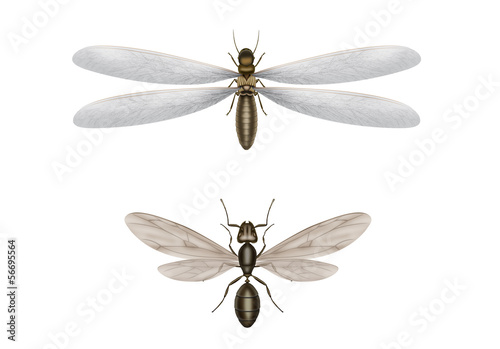 Foto flying termite and flying ant