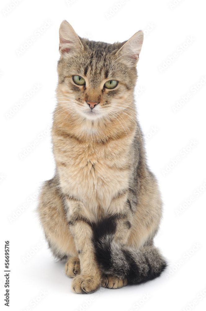 Cat on a white background