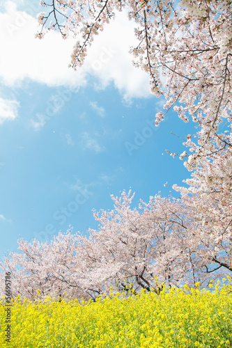 Fototapeta Naklejka Na Ścianę i Meble -  日本の春の風景