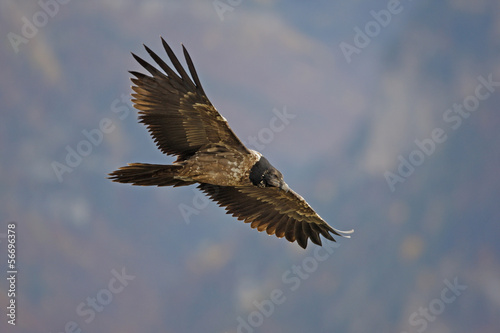 Lammergeier or lammergeyer or bearded vulture, © Erni