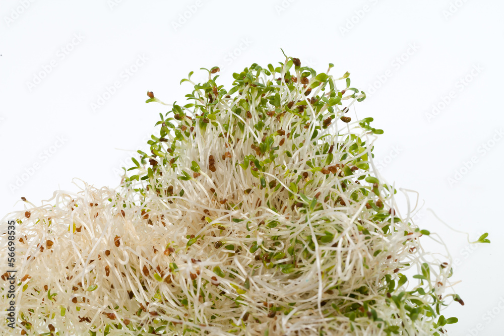 The healthy diet. Fresh sprouts isolated on white background The healthy diet. Fresh sprouts isolated on white background
