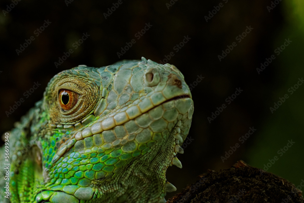 portrait about a green iguana