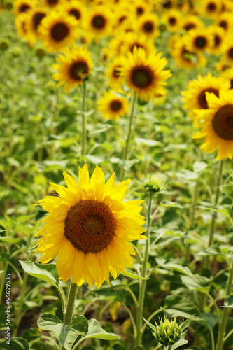 sunflowers