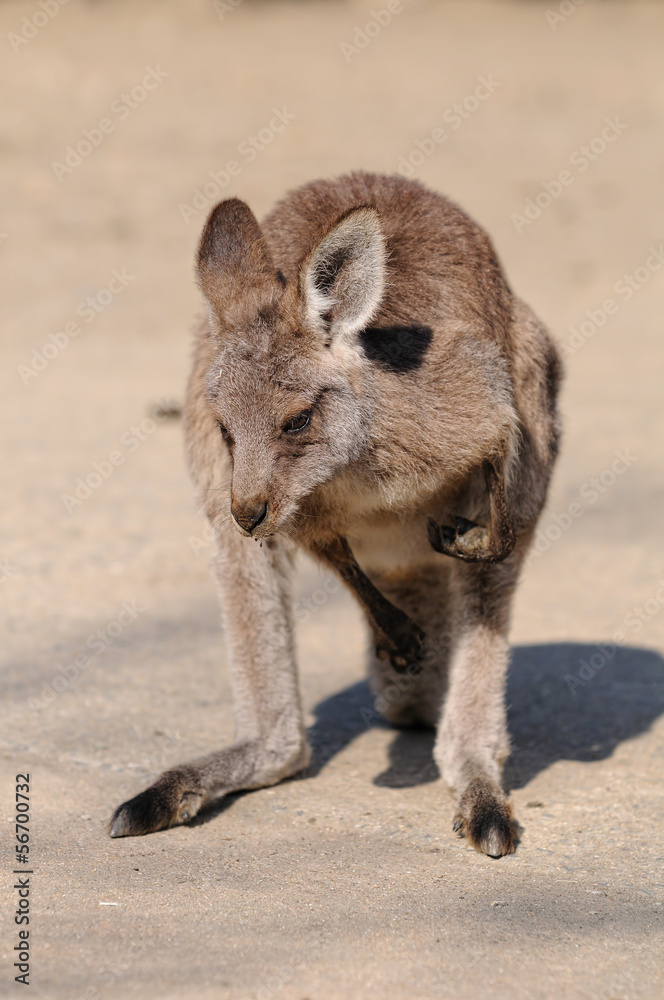 カンガルー カンガルー