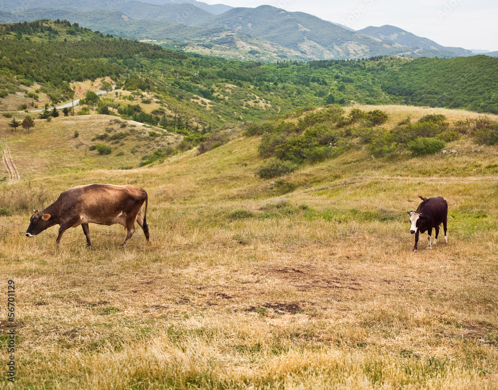 two cows on the hillside two cows on the hillside