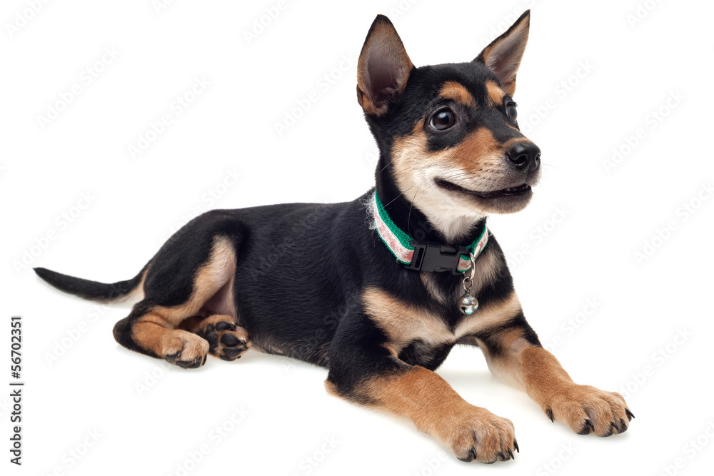 Smiling dog Smiling dog