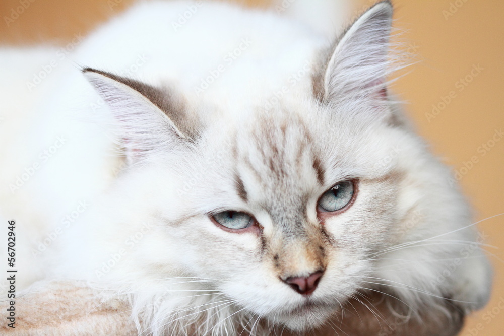 kitten of siberian breed, neva masquerade version kitten of siberian breed, neva masquerade version