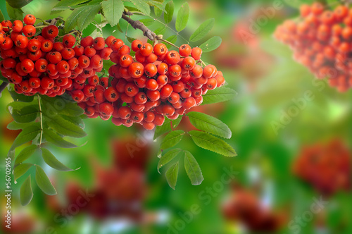 Branch with the berries of wild ash. Isolated