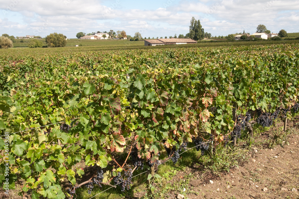 Vineyard at Saint-Emilion, France