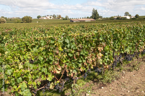 Vineyard at Saint-Emilion, France