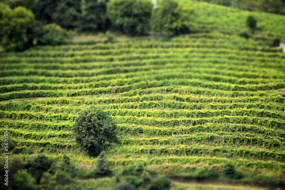 Mendi Stock Photo Adobe Stock