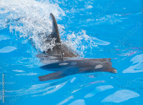 dolphin playing in water park  performance  show