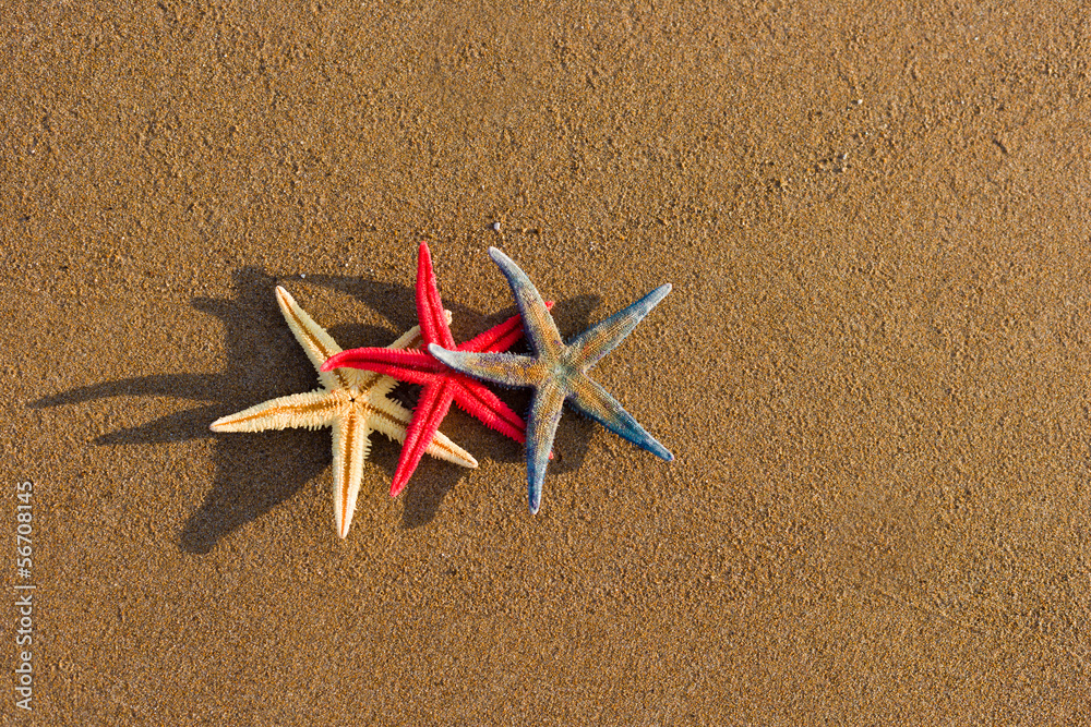 starfish on the beach at sunrise starfish on the beach at sunrise