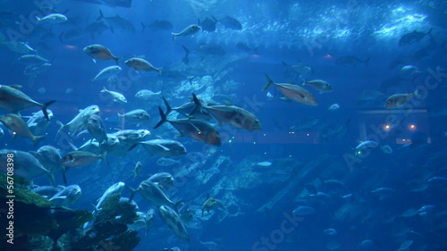 Ray and fishes in the aquarium of Dubai Mall, Dubai, UAE